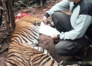 Ditangkap di Simalungun dan Palas, 3 Harimau  Sumatera Terluka