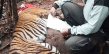 Ditangkap di Simalungun dan Palas, 3 Harimau  Sumatera Terluka