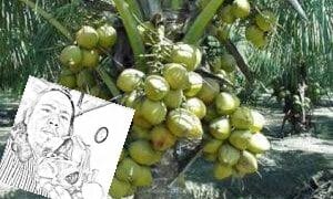Kopra dan Petani Kelapa