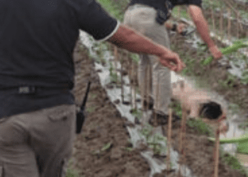 Nurmauli Boru Marpaung Tewas Tanpa Busana di Ladang Timun