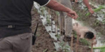 Nurmauli Boru Marpaung Tewas Tanpa Busana di Ladang Timun