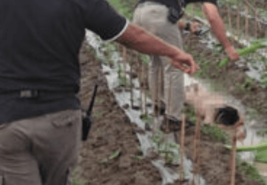 Korban saat ditemukan tewas di ladang timun