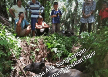 Penampakan Tapir di Aek Songsongan Asahan Hebohkan Warga