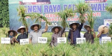 Surya: Luas Lahan Pertanian di Asahan Saat Ini Merosot, Tinggal 8.621 Ha