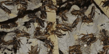 YUK Berternak Jangkrik, Bisnis Rumahan yang Menguntungkan