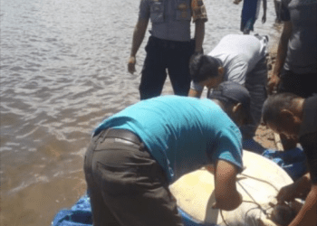Jual Penyu ke Warung Tuak, 2 Nelayan di Sibolga Ditangkap