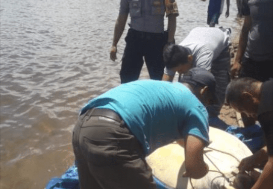 Penyu yang mau dijual ke warung tuak di lepas.