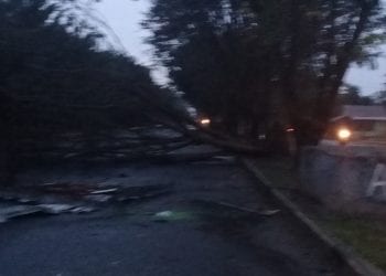 Hujan Deras Pohon di Sekitar Terminal Madya Kisaran Bertumbangan