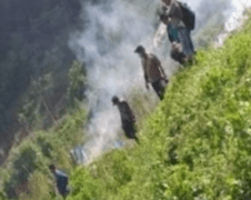 Polisi Temukan 5 Hektar Ladang Ganja di Madina