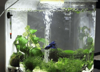 Ayo Berkebun dan Ternak Ikan di Aquarium, Bisa Memperindah Rumah Anda