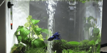 Ayo Berkebun dan Ternak Ikan di Aquarium, Bisa Memperindah Rumah Anda