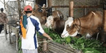 Penyerahan Bantuan Ternak di Dinas Peternakan Asahan Baru Akan Dilaksanakan Bulan September 2019