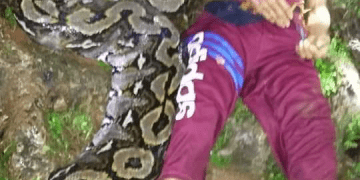 Nenek 55 Tahun Tewas Dililit Ular Piton