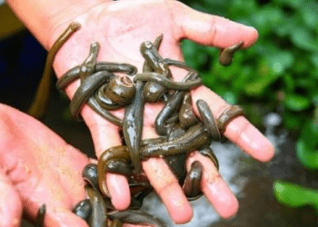 Budidaya Lintah, Bisa Untung Juta Rupiah per Bulan