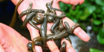 Budidaya Lintah, Bisa Untung Juta Rupiah per Bulan