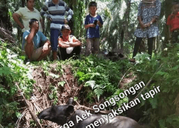 Tapir yang Nyasar di PTPN III Asahan Ternyata Hamil