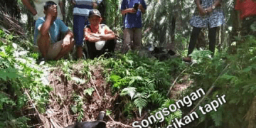 Tapir yang Nyasar di PTPN III Asahan Ternyata Hamil