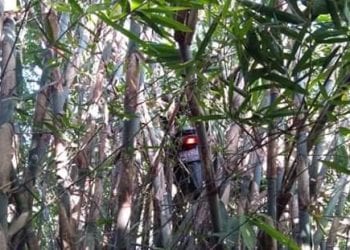 Hiii Serem, Bonceng Kuntilanak Sepedamotor Nyangkut di Pohon Bambu