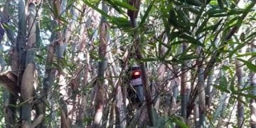 Hiii Serem, Bonceng Kuntilanak Sepedamotor Nyangkut di Pohon Bambu