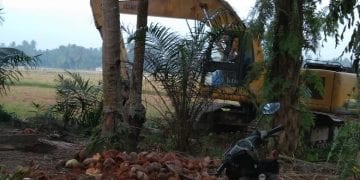Kebun Sawit Dialih Fungsikan jadi Sawah