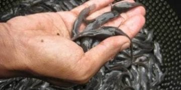 Aneh, Pejabat Diskanla Tak Tahu Jumlah Bantuan  Sampan ke Nelayan dan Bibit Ikan ke Kelompok Peternak