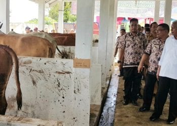 Bupati Asahan Serahkan 638 Ekor Ternak ke 54 Kelompok Tani