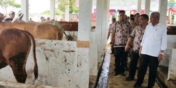 Bupati Asahan Serahkan 638 Ekor Ternak ke 54 Kelompok Tani