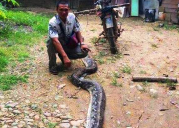 Buk Upik Nyaris Tewas Dililit Ular Piton 6 Meter 