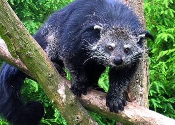 Binturong, Hewan Langka Peliharaan Warga Ini Dilepas di Gunung Lauser