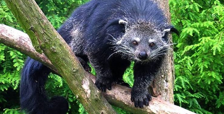 Binturong hewan langka yang dilepas ke gunung lauser.