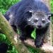 Binturong, Hewan Langka Peliharaan Warga Ini Dilepas di Gunung Lauser