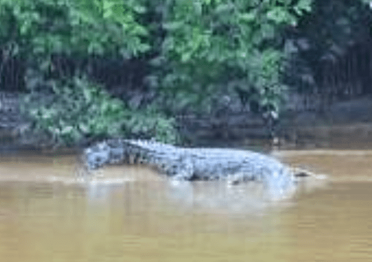 Penampakan buaya di sungai Madina.