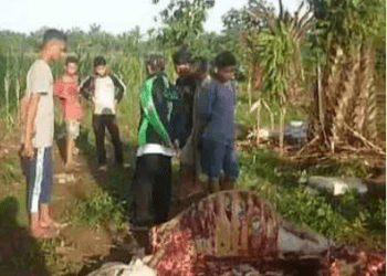 2 Ekor Lembu Milik Peternak di Langkat Diduga Dimangsa Harimau Sumatera, Ini Videonya