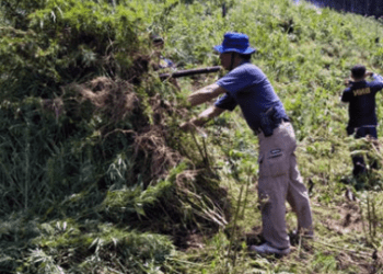 2 Hektare Ladang Ganja di Madina Dibakar