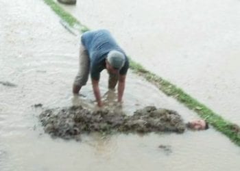 Disambar Petir Saat Kerjakan Sawah, Istri Meninggal Dunia di TKP