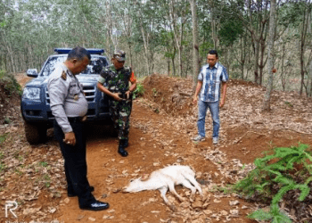 Harimau Mangsa Ternak Warga di Tapteng