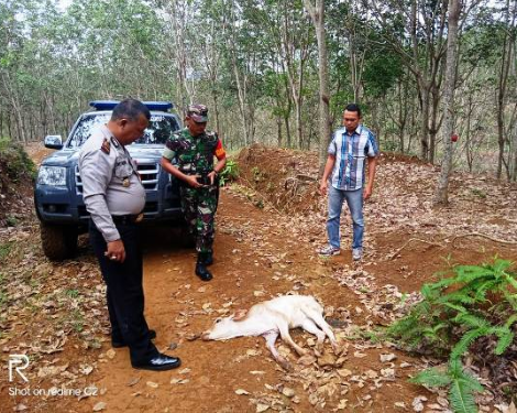 Ternak milik warga di Tapteng yang mati diterkam harimau.