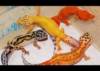 Ternak Tokek Ternyata Bisnis Menjanjikan Loh, per Bulan Bisa Untung Puluhan Juta Rupiah