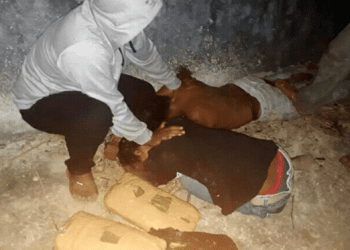 Tersangka Pemilik 2 Kg Ganja di Madina Ditembak, Karena Gigit Polisi saat Hendak Ditangkap