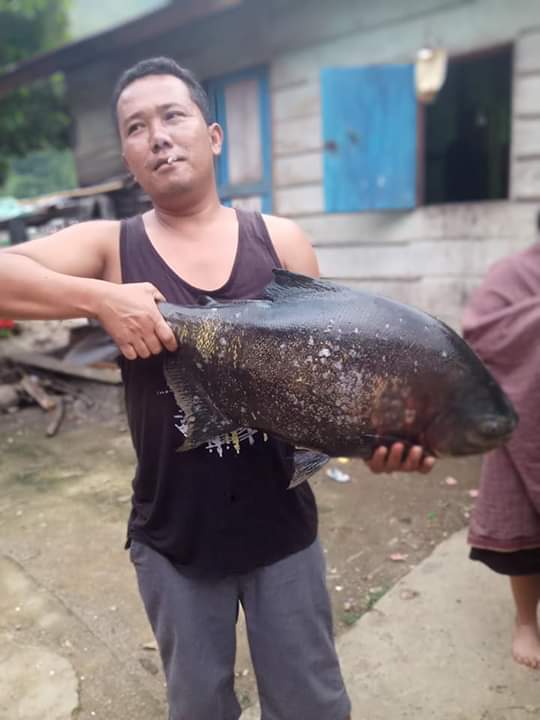 Ikan Predator Tertangkap Warga di Danau Toba