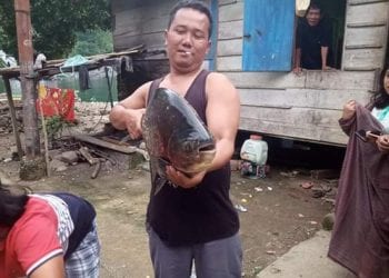 Ikan Predator Tertangkap Warga di Danau Toba