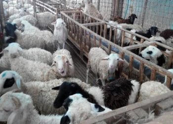 Pengadaan 60 Domba Bantuan Tahun 2013 dari PKK yang Ditampung di Disnak Asahan Diduga Menyimpang