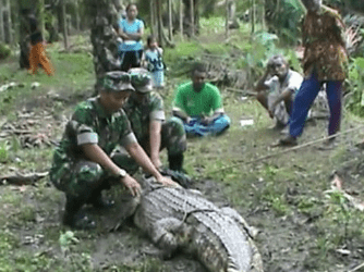 Babinsa dan Warga Tangkap Buaya yang Sering Bikin Teror