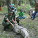 Babinsa dan Warga Tangkap Buaya yang Sering Bikin Teror