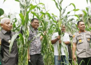 Panen Perdana Jagung Hibrida Kerjasama Polres Asahan, Primkopol dan PTPN 3 Sei Dadap
