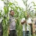 Panen Perdana Jagung Hibrida Kerjasama Polres Asahan, Primkopol dan PTPN 3 Sei Dadap