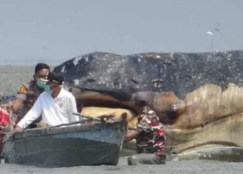 Bupati Asahan, Wali Kota Tanjungbalai dan Kapolres Tinjau Paus yang Mati di Sei Gedabu
