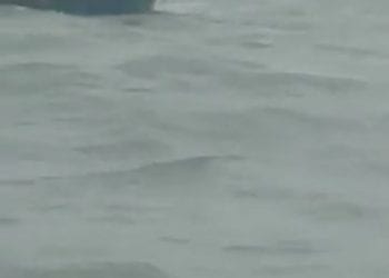 Nelayan Selamatkan Paus yang Terdampar di Pantai Silo Baru Asahan, Ini Videonya