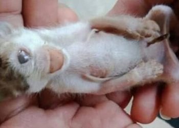 Kucing Mata Satu dan Bertanduk Hebohkan Warga Labura