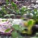 Jenazah korban yang ditemukan membusuk di kebun sawit milik warga.